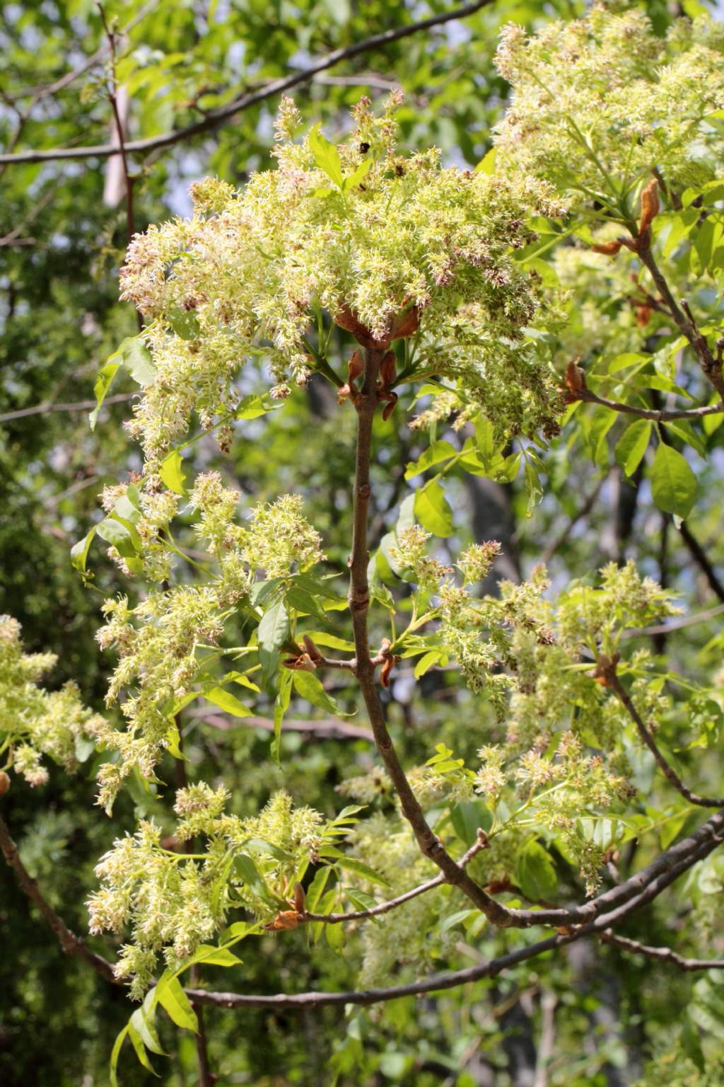 (Bagno di Romagna, FC) - Fraxinus ornus